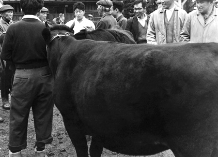 1958年頃の松阪肉牛共進会