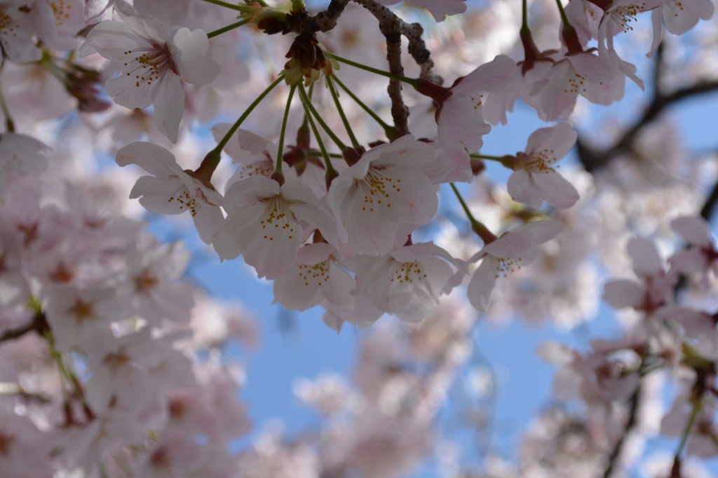 まるよし　2016年4月5日の桜