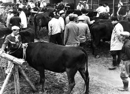 1958年頃の松阪肉牛共進会