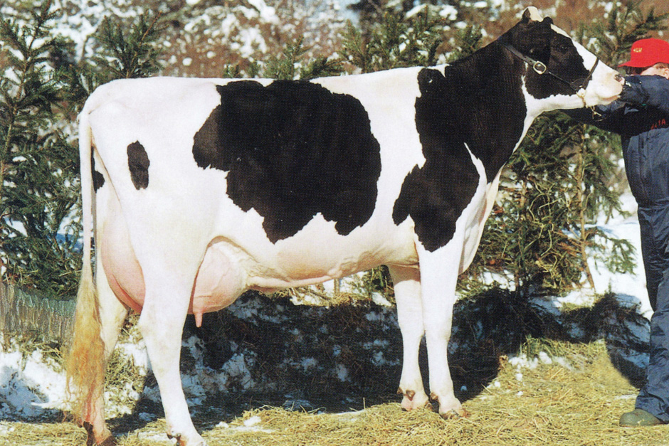和牛・国産牛の種類と違いについてご説明いたします。