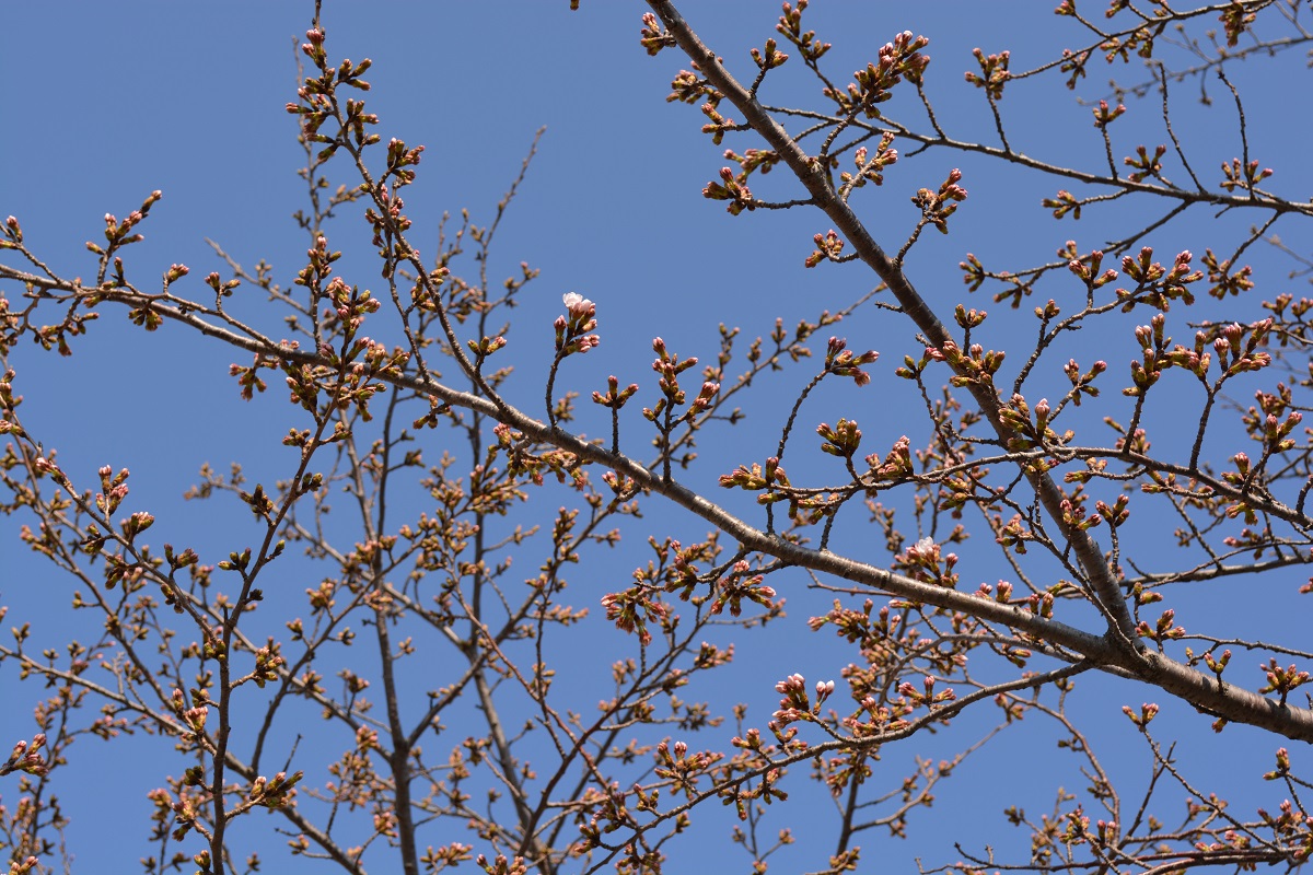 まるよしの桜