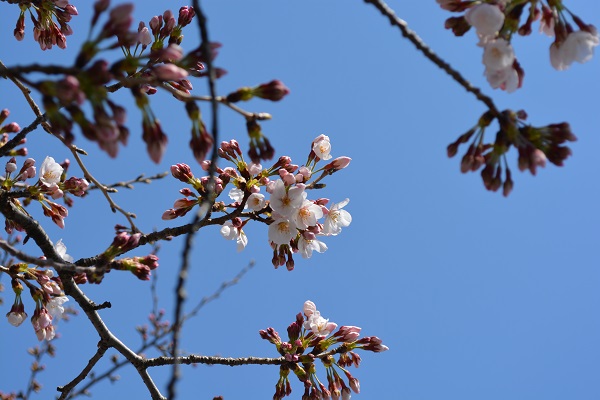 春の青空と 桜