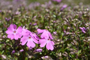 まるよしの 芝桜