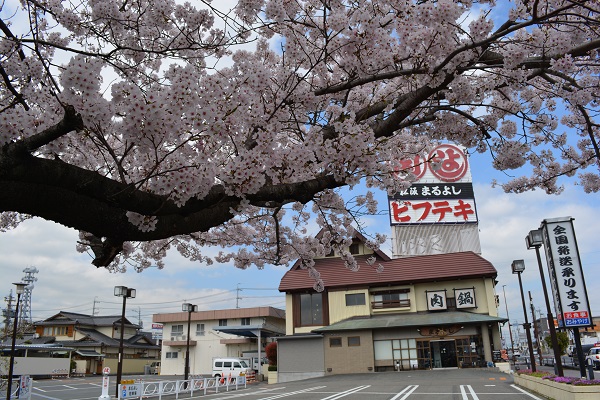 2015年　まるよし の桜