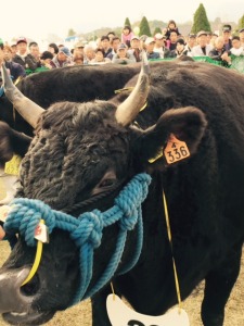 競りの会場に入る松阪牛