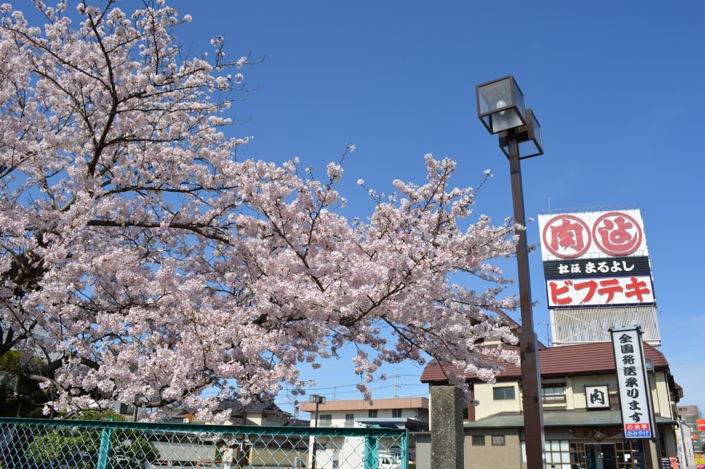 まるよしの桜